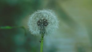 Preview wallpaper dandelion, flower, fluff