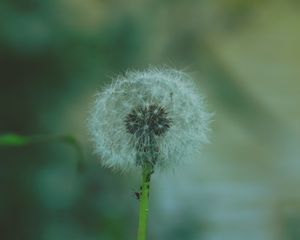 Preview wallpaper dandelion, flower, fluff