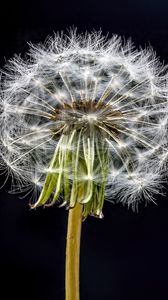 Preview wallpaper dandelion, flower, fluff, black background