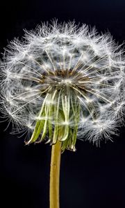 Preview wallpaper dandelion, flower, fluff, black background