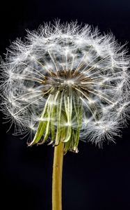 Preview wallpaper dandelion, flower, fluff, black background