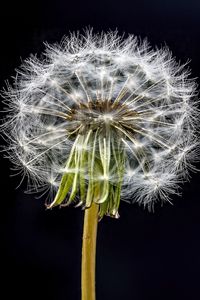 Preview wallpaper dandelion, flower, fluff, black background