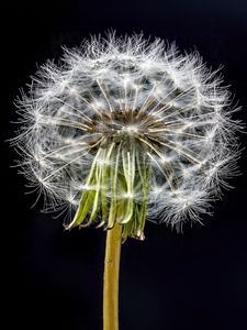 Preview wallpaper dandelion, flower, fluff, black background