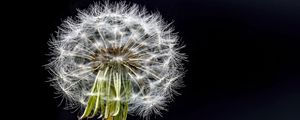 Preview wallpaper dandelion, flower, fluff, black background