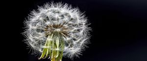 Preview wallpaper dandelion, flower, fluff, black background