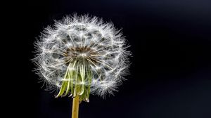 Preview wallpaper dandelion, flower, fluff, black background