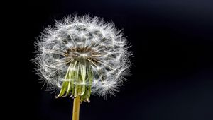 Preview wallpaper dandelion, flower, fluff, black background