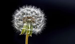 Preview wallpaper dandelion, flower, fluff, black background