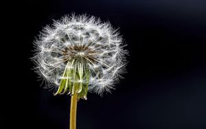 Preview wallpaper dandelion, flower, fluff, black background