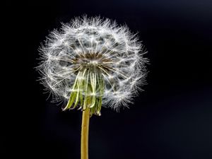 Preview wallpaper dandelion, flower, fluff, black background