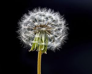 Preview wallpaper dandelion, flower, fluff, black background