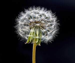 Preview wallpaper dandelion, flower, fluff, black background