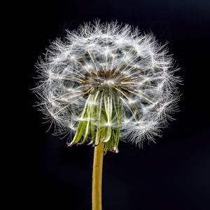 Preview wallpaper dandelion, flower, fluff, black background