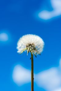 Preview wallpaper dandelion, flower, fluff, sky, clouds