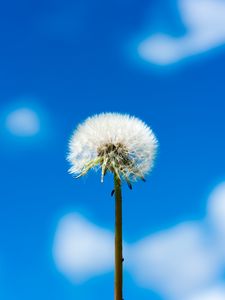 Preview wallpaper dandelion, flower, fluff, sky, clouds