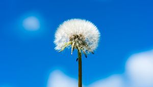 Preview wallpaper dandelion, flower, fluff, sky, clouds