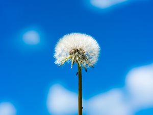 Preview wallpaper dandelion, flower, fluff, sky, clouds