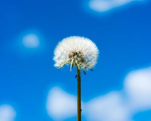 Preview wallpaper dandelion, flower, fluff, sky, clouds