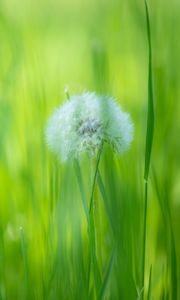 Preview wallpaper dandelion, flower, fluff, grass