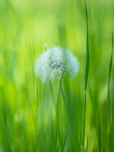 Preview wallpaper dandelion, flower, fluff, grass