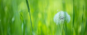 Preview wallpaper dandelion, flower, fluff, grass