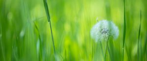 Preview wallpaper dandelion, flower, fluff, grass