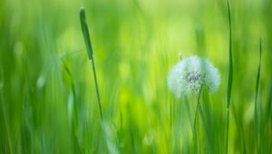 Preview wallpaper dandelion, flower, fluff, grass