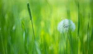 Preview wallpaper dandelion, flower, fluff, grass