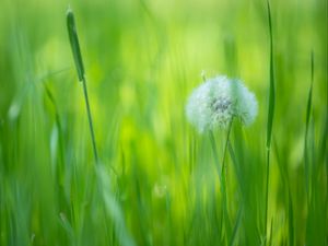 Preview wallpaper dandelion, flower, fluff, grass