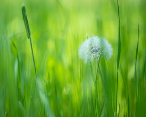 Preview wallpaper dandelion, flower, fluff, grass