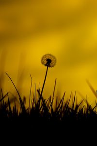 Preview wallpaper dandelion, flower, fluff, grass, silhouettes, dark