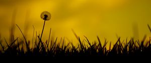 Preview wallpaper dandelion, flower, fluff, grass, silhouettes, dark