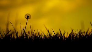 Preview wallpaper dandelion, flower, fluff, grass, silhouettes, dark