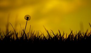 Preview wallpaper dandelion, flower, fluff, grass, silhouettes, dark