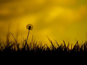 Preview wallpaper dandelion, flower, fluff, grass, silhouettes, dark