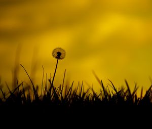 Preview wallpaper dandelion, flower, fluff, grass, silhouettes, dark