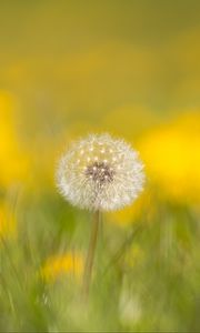 Preview wallpaper dandelion, flower, fluff, blur