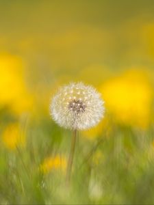 Preview wallpaper dandelion, flower, fluff, blur