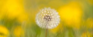 Preview wallpaper dandelion, flower, fluff, blur