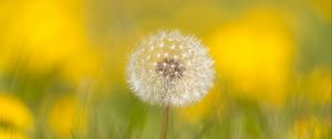 Preview wallpaper dandelion, flower, fluff, blur