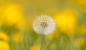 Preview wallpaper dandelion, flower, fluff, blur