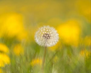 Preview wallpaper dandelion, flower, fluff, blur