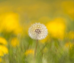 Preview wallpaper dandelion, flower, fluff, blur