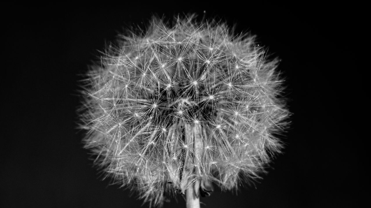 Wallpaper dandelion, flower, fluff, macro, black and white