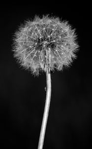 Preview wallpaper dandelion, flower, fluff, macro, black and white