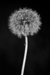 Preview wallpaper dandelion, flower, fluff, macro, black and white