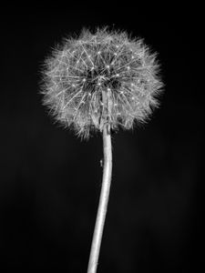 Preview wallpaper dandelion, flower, fluff, macro, black and white