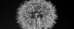 Preview wallpaper dandelion, flower, fluff, macro, black and white