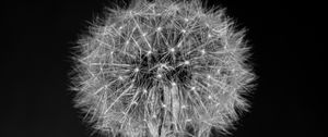 Preview wallpaper dandelion, flower, fluff, macro, black and white