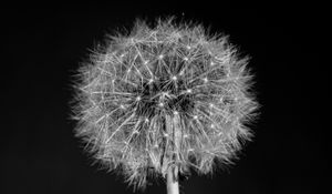 Preview wallpaper dandelion, flower, fluff, macro, black and white